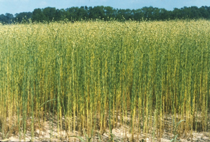 Flax in field