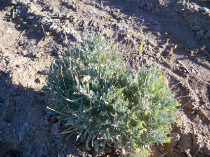 Guayule plant